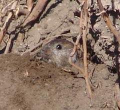 Ctenomys