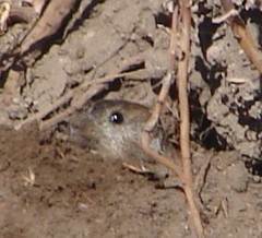 Ctenomys