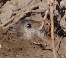 Ctenomys