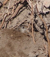 Ctenomys