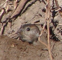 Ctenomys