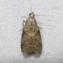 Acrobasis palliolella