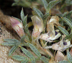 Astragalus kentrophyta tegetarius