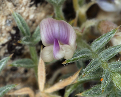 Astragalus kentrophyta tegetarius