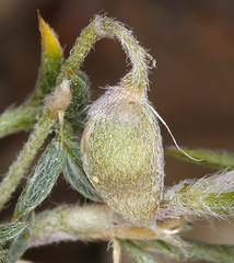 Astragalus kentrophyta tegetarius