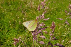 Colias dimera