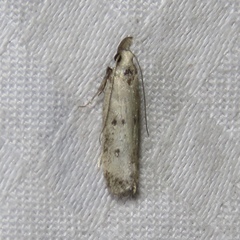 Dichomeris inversella