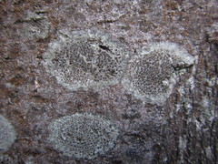 Lecanora argentata