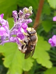 Anthidium manicatum