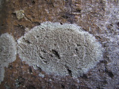 Lecanora argentata