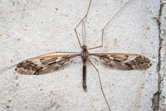 Leptotarsus binotatus