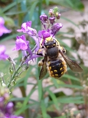 Anthidium manicatum