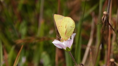 Colias dimera