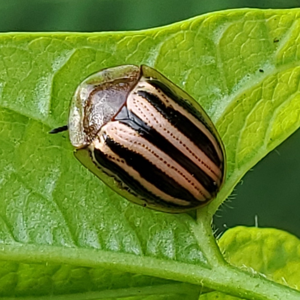 Two-banded Tortoise Beetle