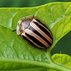Agroiconota bivittata