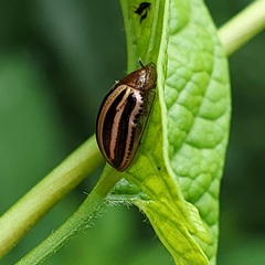 Agroiconota bivittata