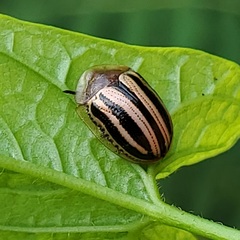 Agroiconota bivittata