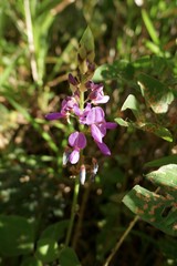 Desmodium intortum