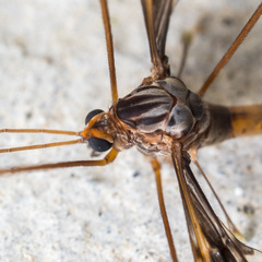 Leptotarsus binotatus