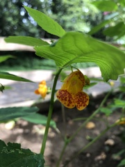 Impatiens capensis