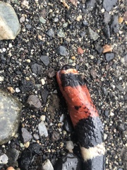 Micrurus lemniscatus