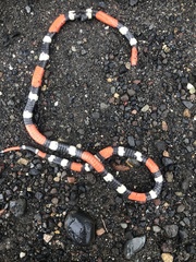 Micrurus lemniscatus