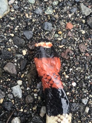 Micrurus lemniscatus