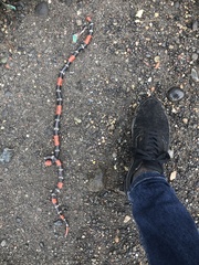 Micrurus lemniscatus