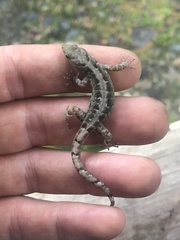 Shieldhead Gecko photo 3