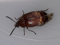 Amblycerus