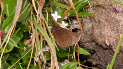 Idioneurula erebioides