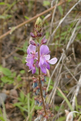 Desmodium intortum