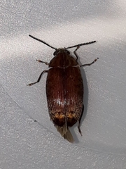 Amblycerus