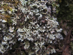 Stereocaulon corticatulum