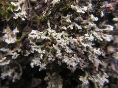 Stereocaulon corticatulum