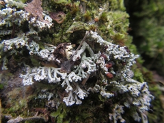 Stereocaulon corticatulum