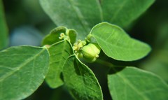 Euphorbia macropus