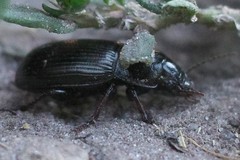 Zabrus tenebrioides