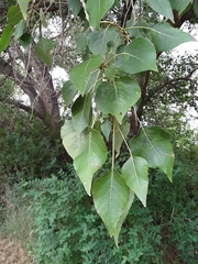 Populus × acuminata