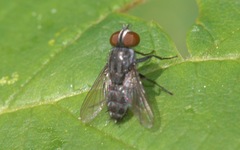 Amobia signata