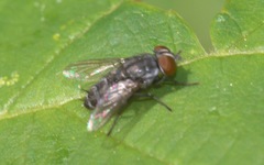 Amobia signata