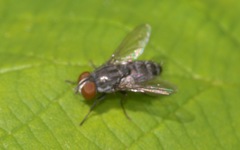 Amobia signata