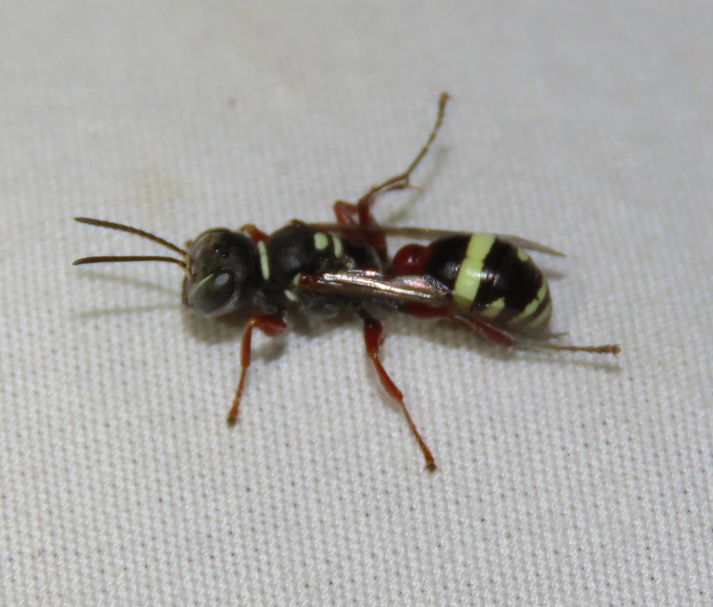 Mellinus rufinodus