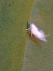 Flatormenis proxima