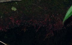 Cymodoceaceae