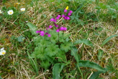 Primula matthioli
