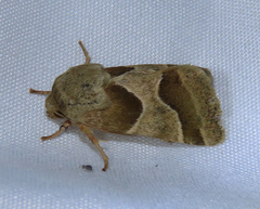 Schinia jaguarina