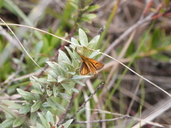 Ancyloxypha melanoneura