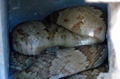 Trimorphodon paucimaculatus