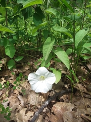 Calystegia spithamaea